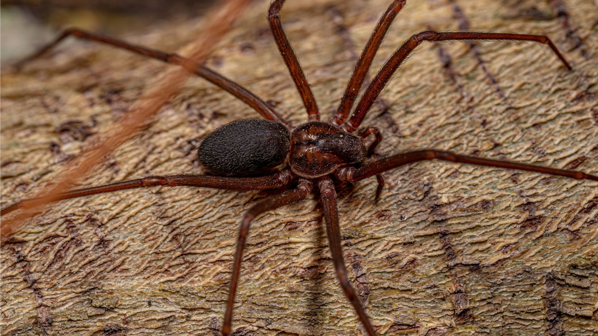 brown recluse spiders