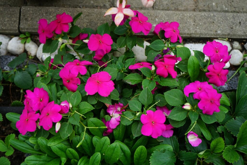 Impatiens walleriana dark pink blooms in September in the garden