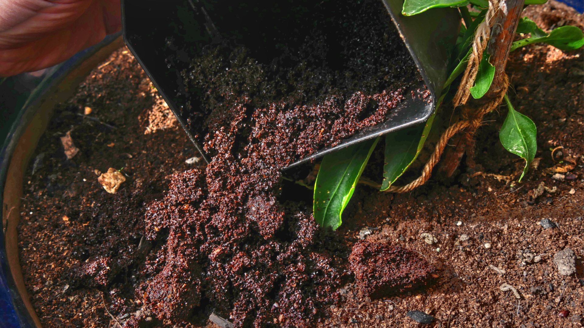 Is It All Just Make-Believe, Or Can Coffee Grounds Really Be The Perfect Fertilizer For Your Fruit Trees?