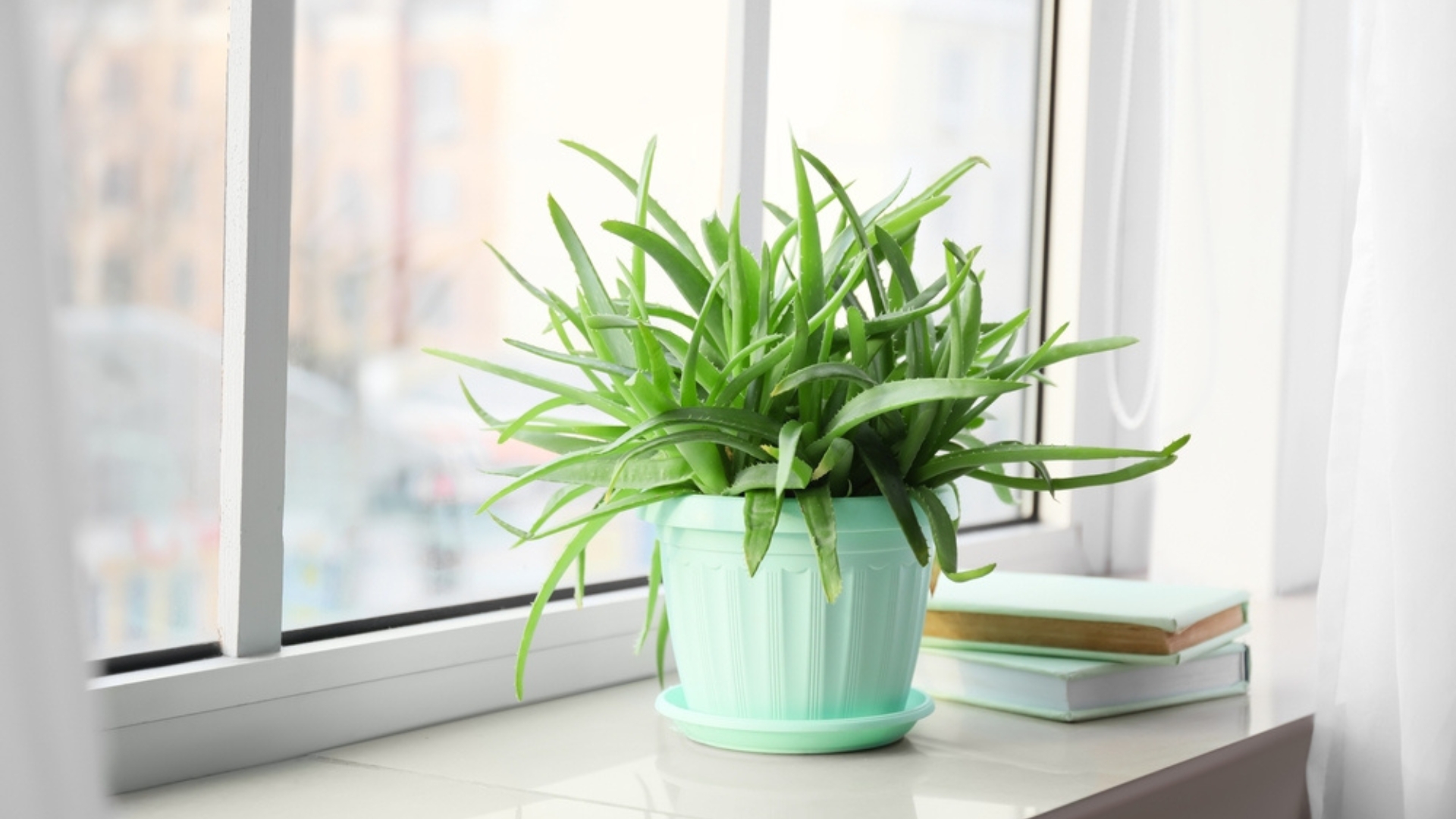 aloe vera in a pot on window sill