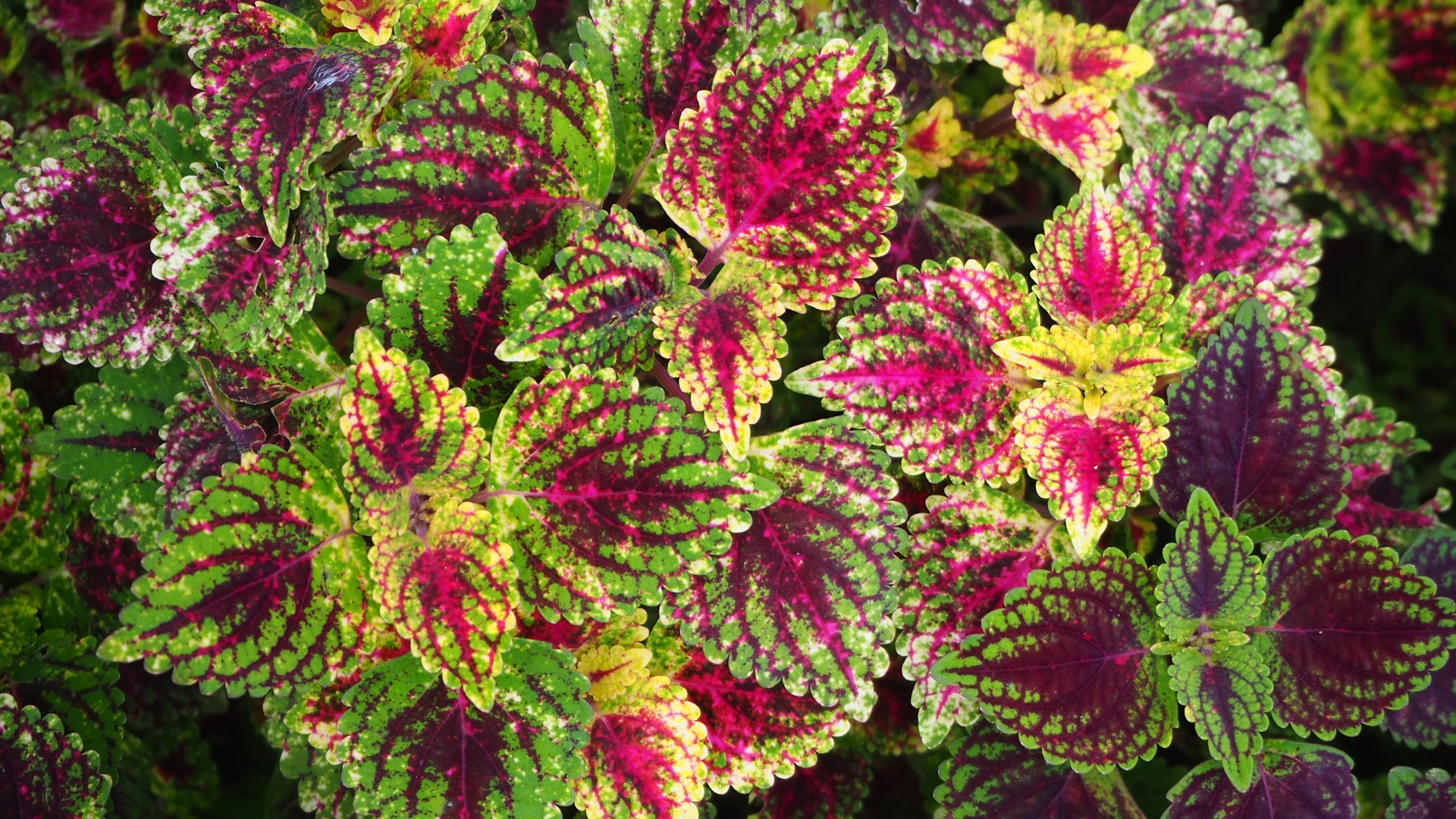 Is Your Coleus A Perennial Or Annual? Find Out Before Cooler Weather Strikes