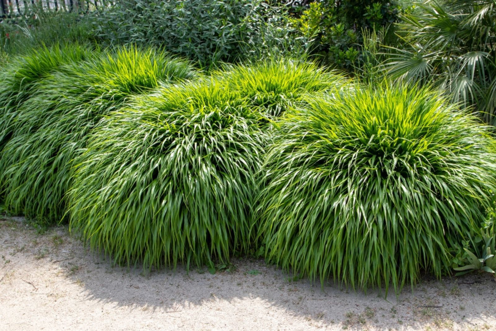 Japanese forest grass or hakonechloa macra