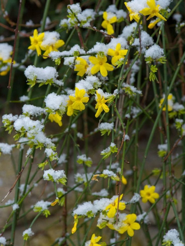 Jasmine plant