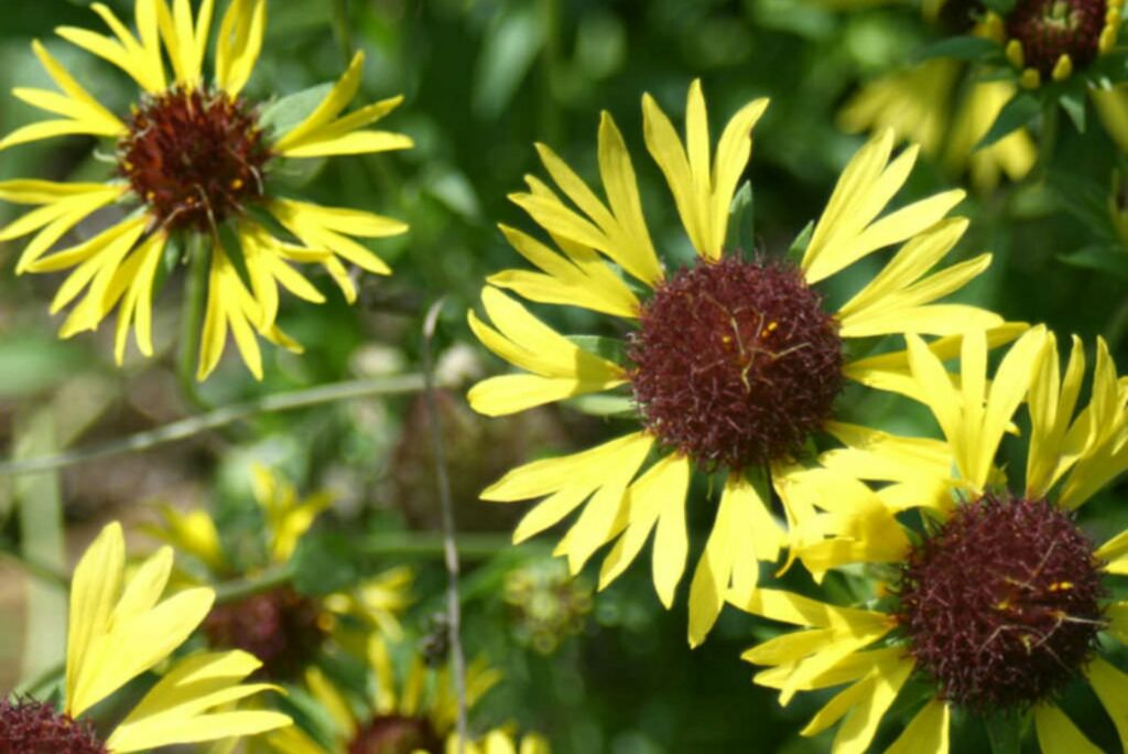 Lanceleaf Blanket Flower