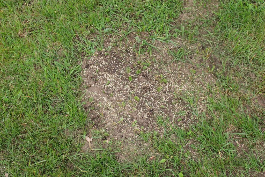 Lawn repairing by overseeding grass on places damaged by mole hill