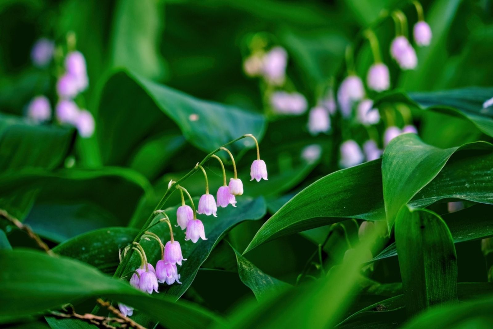 Lily Of The Valley Rosea