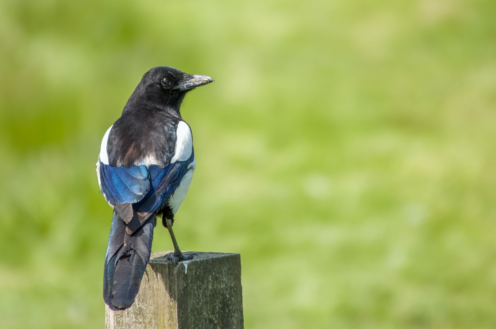 Magpie