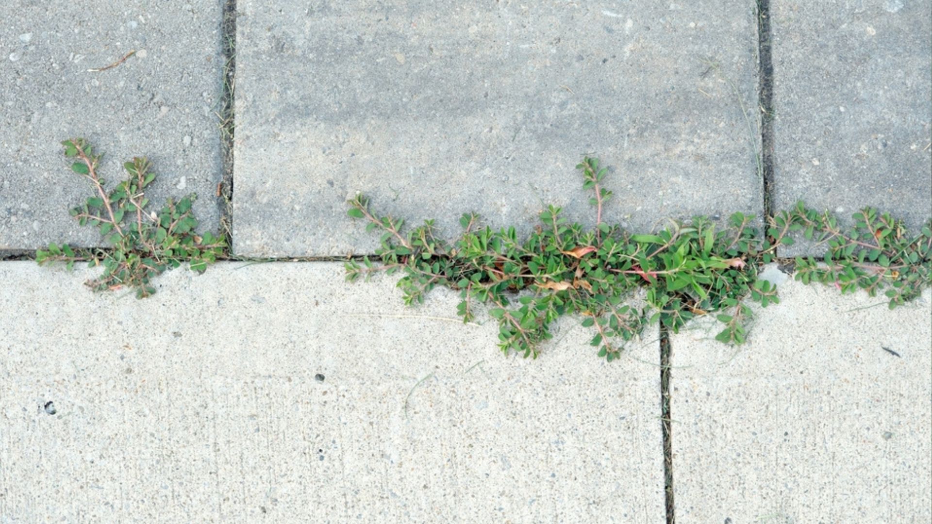 Make Sure To Avoid These Common Mistakes Everyone Make When Trying To Get Rid Of Stubborn Spurge Weed