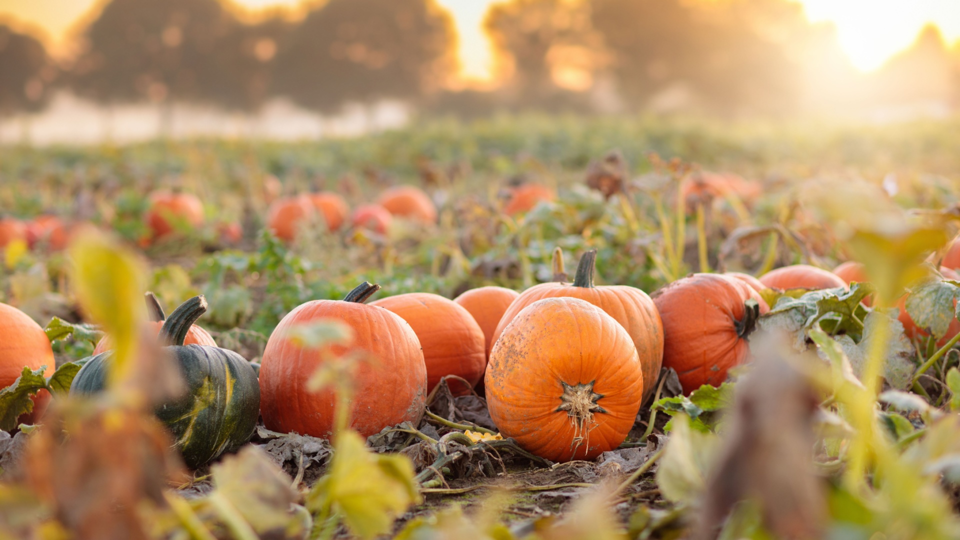 pumpkin field