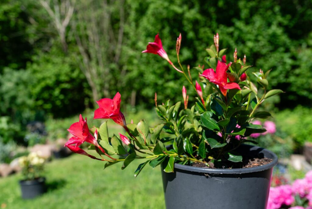 Mandevilla sanderi in the garden