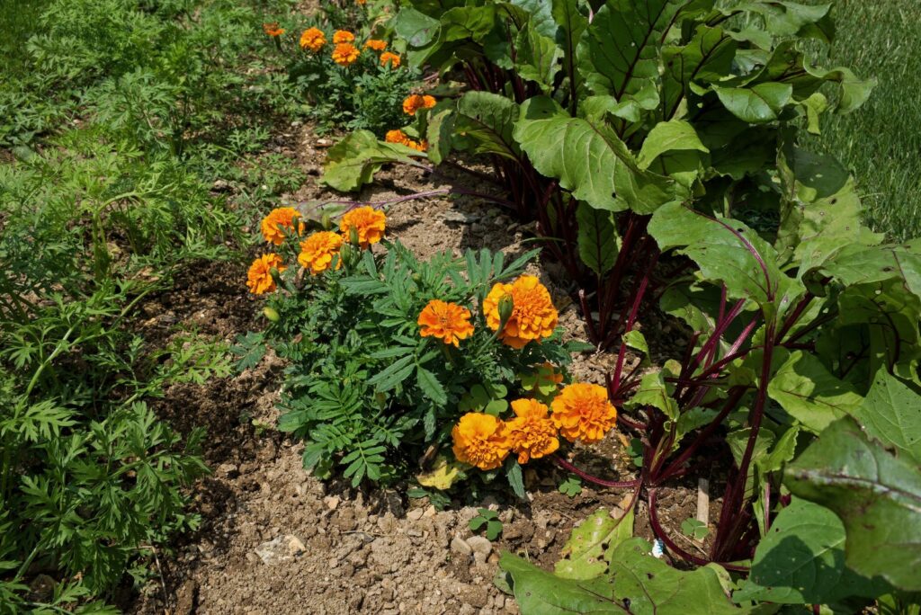 Marigold plants nestled between red beet and carrot plants