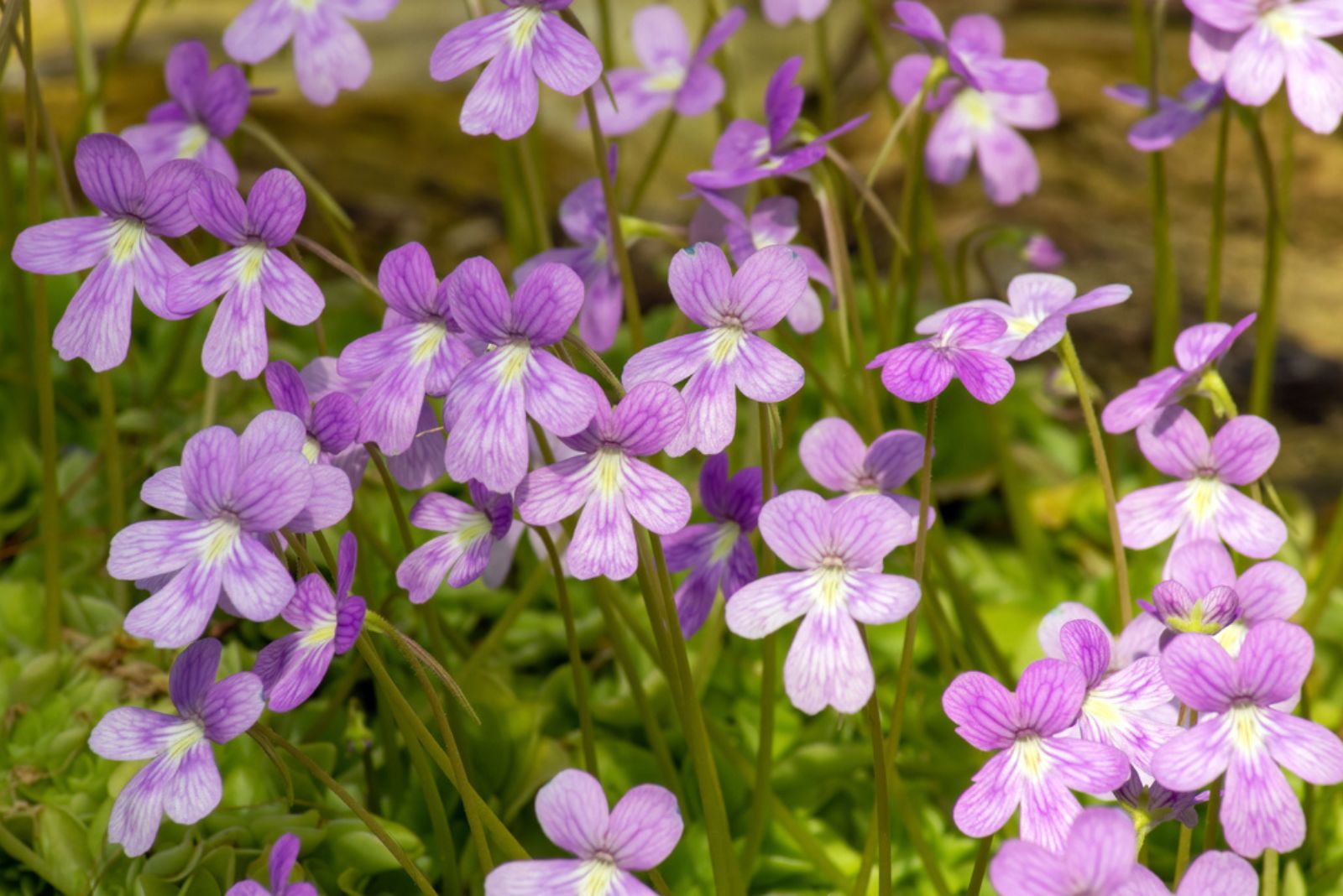 Mauve flowering butterwort