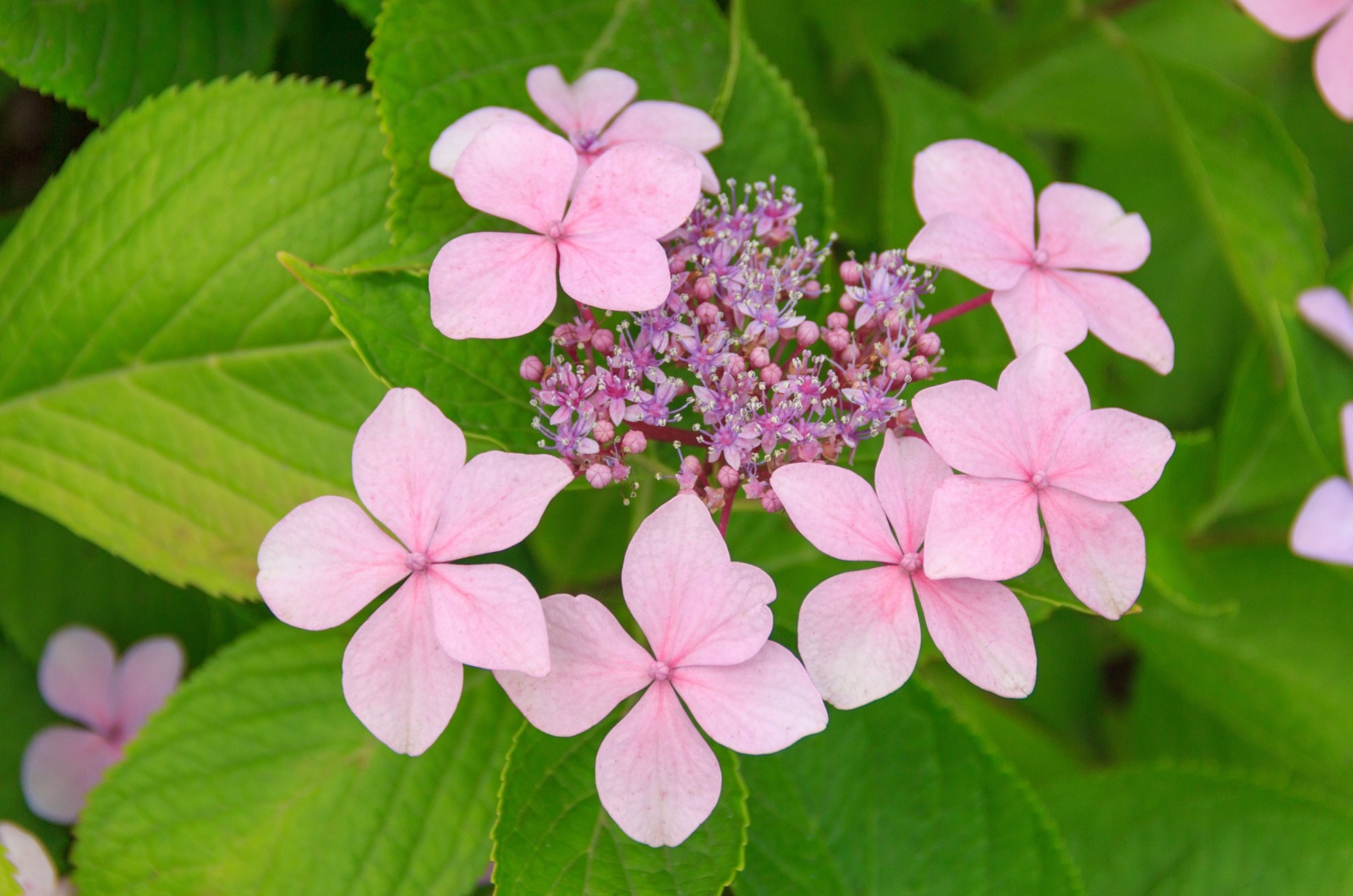 Mountain Hydrangeas