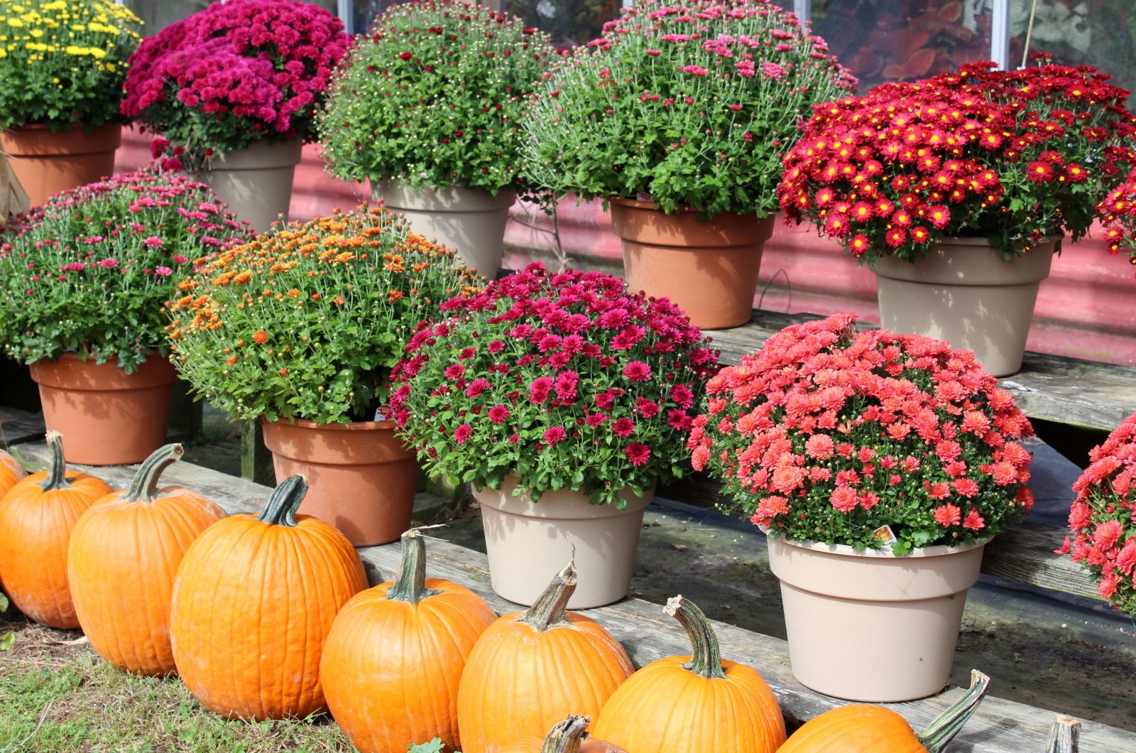 Mums in pots