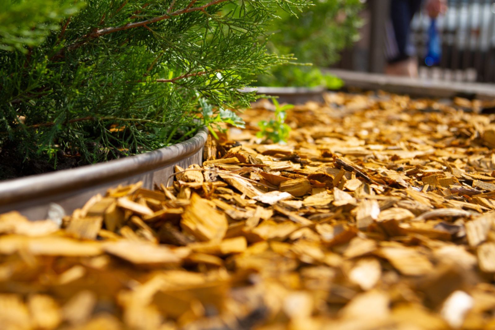 _Natural pine mulch