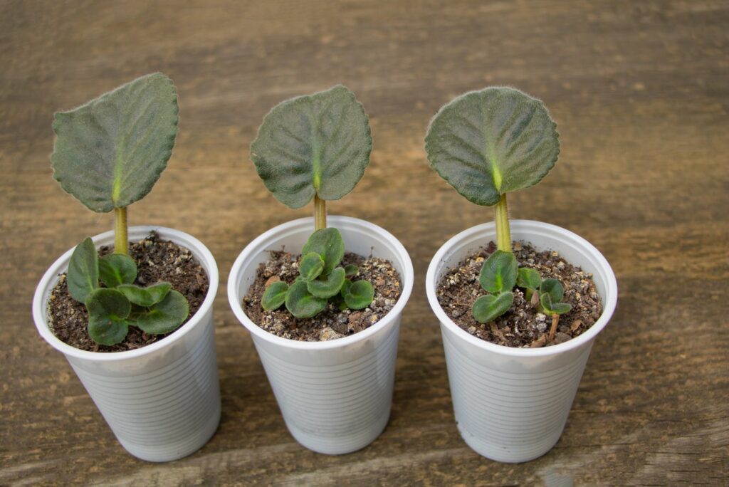 New young leaves on the african violet propagated by leaf