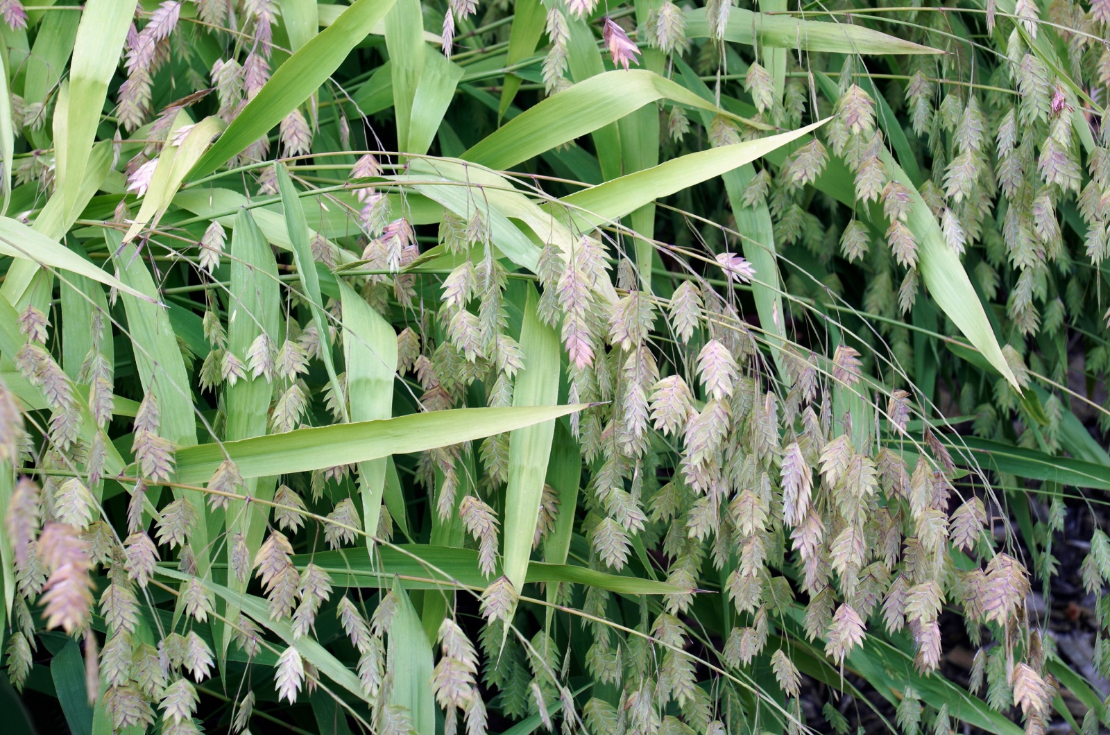 Northern Sea Oats