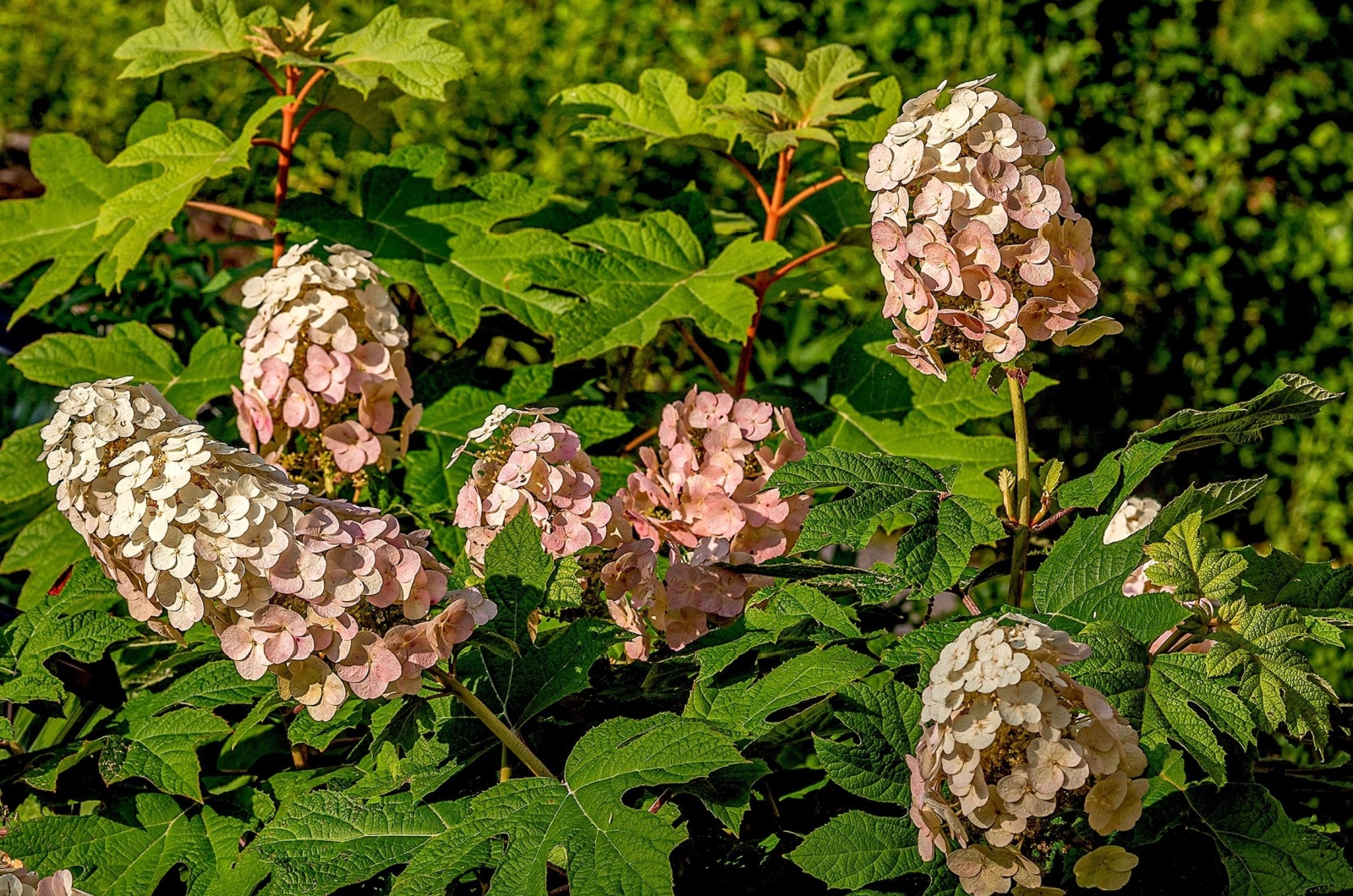 Oakleaf Hydrangeas