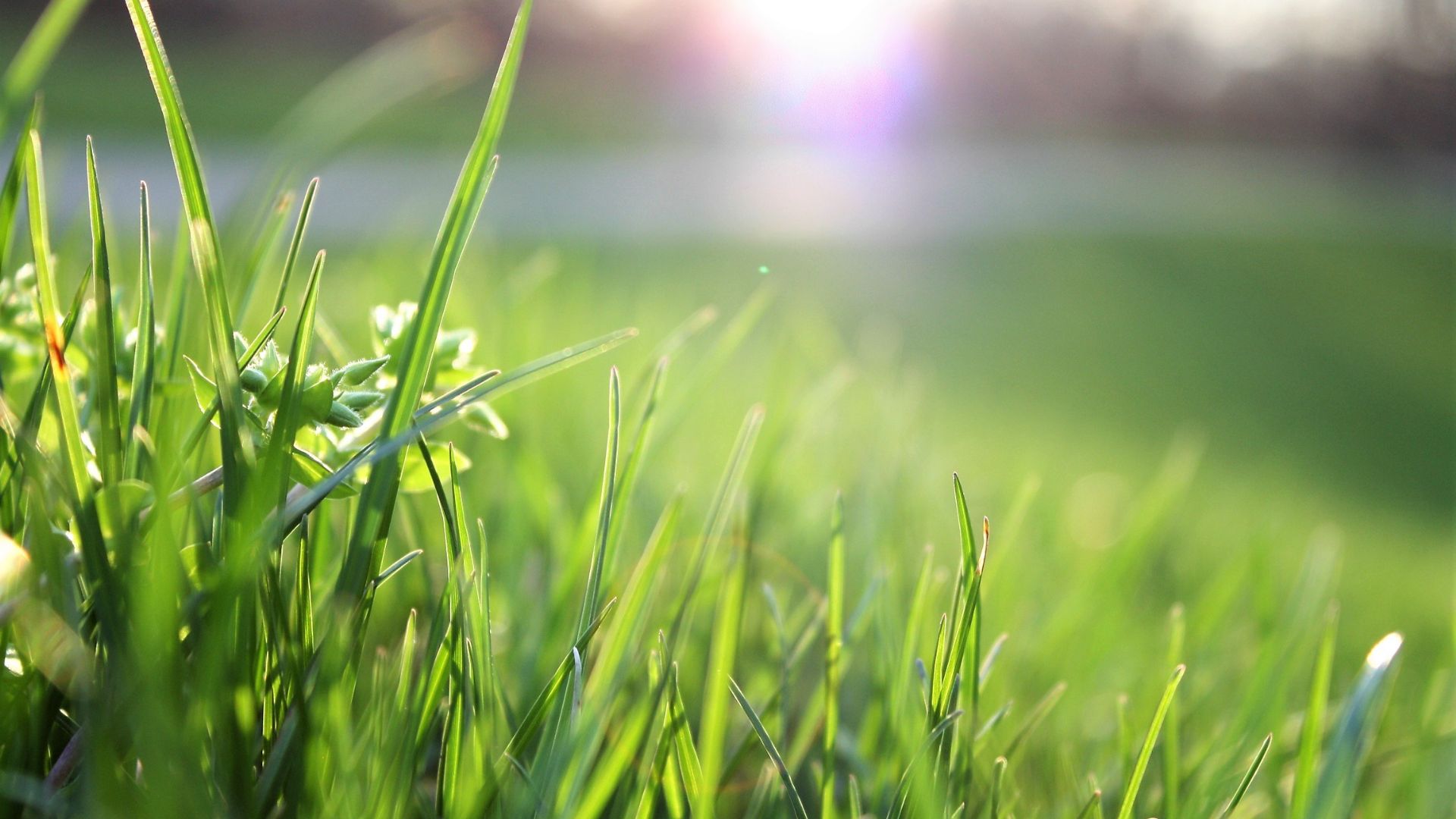 One Simple Natural Item To Make Your Lawn Thick And Green This October