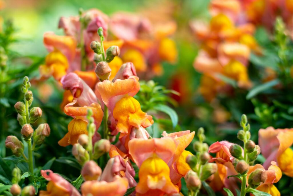 Orange and pink Snapdragons