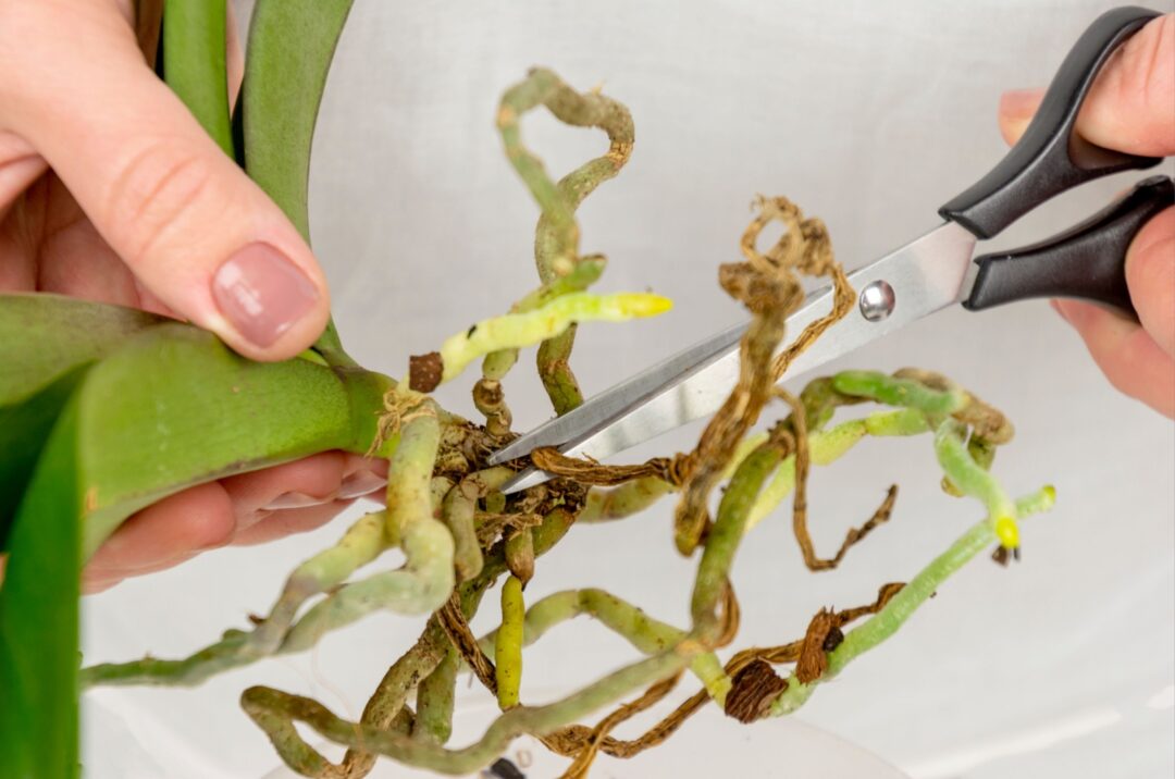 Orchid Roots Pale Use These 8 Tips To Prune Your Orchids And Enjoy More Stunning Blossoms