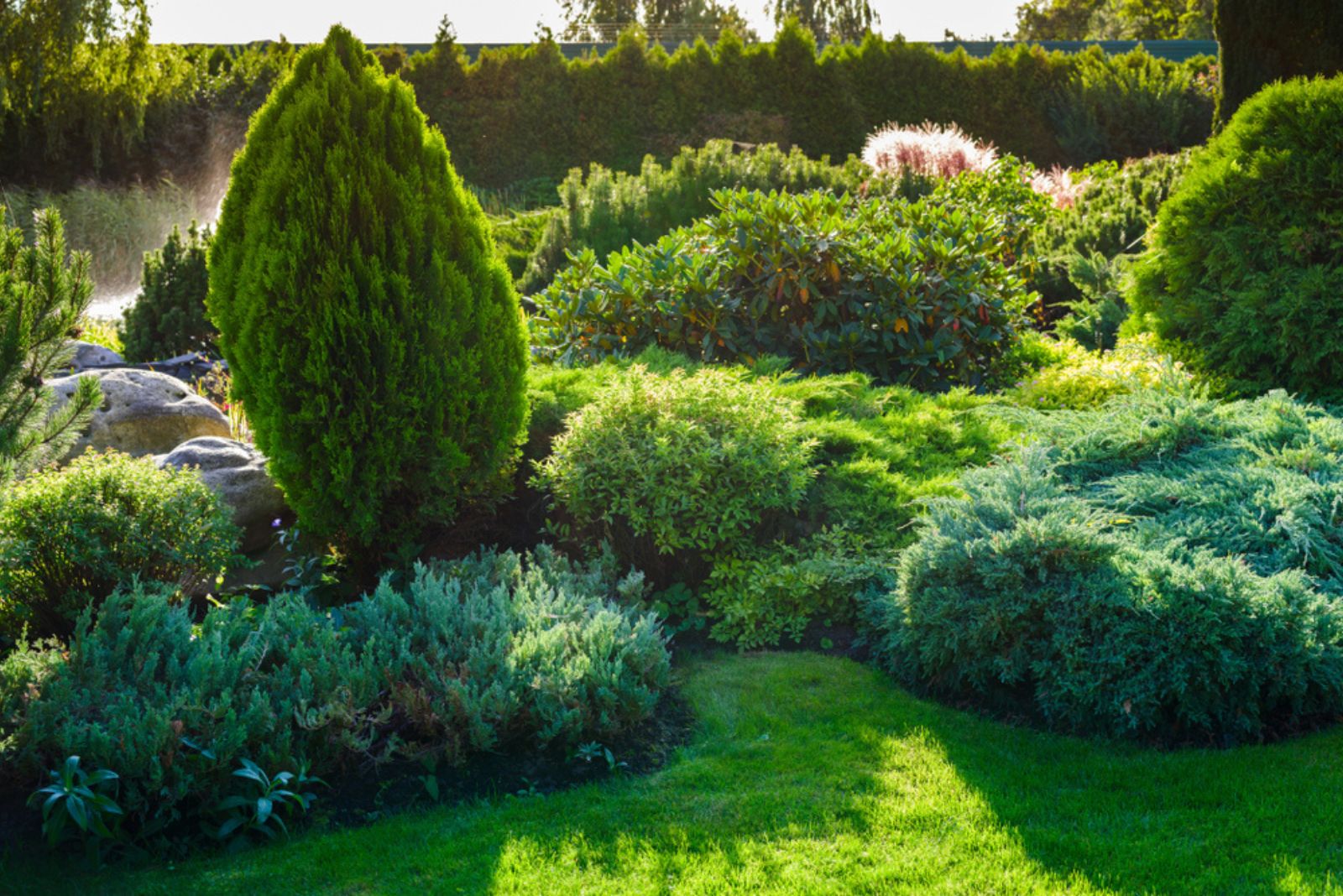 Ornamental bushes of evergreen thuja in a landscape park