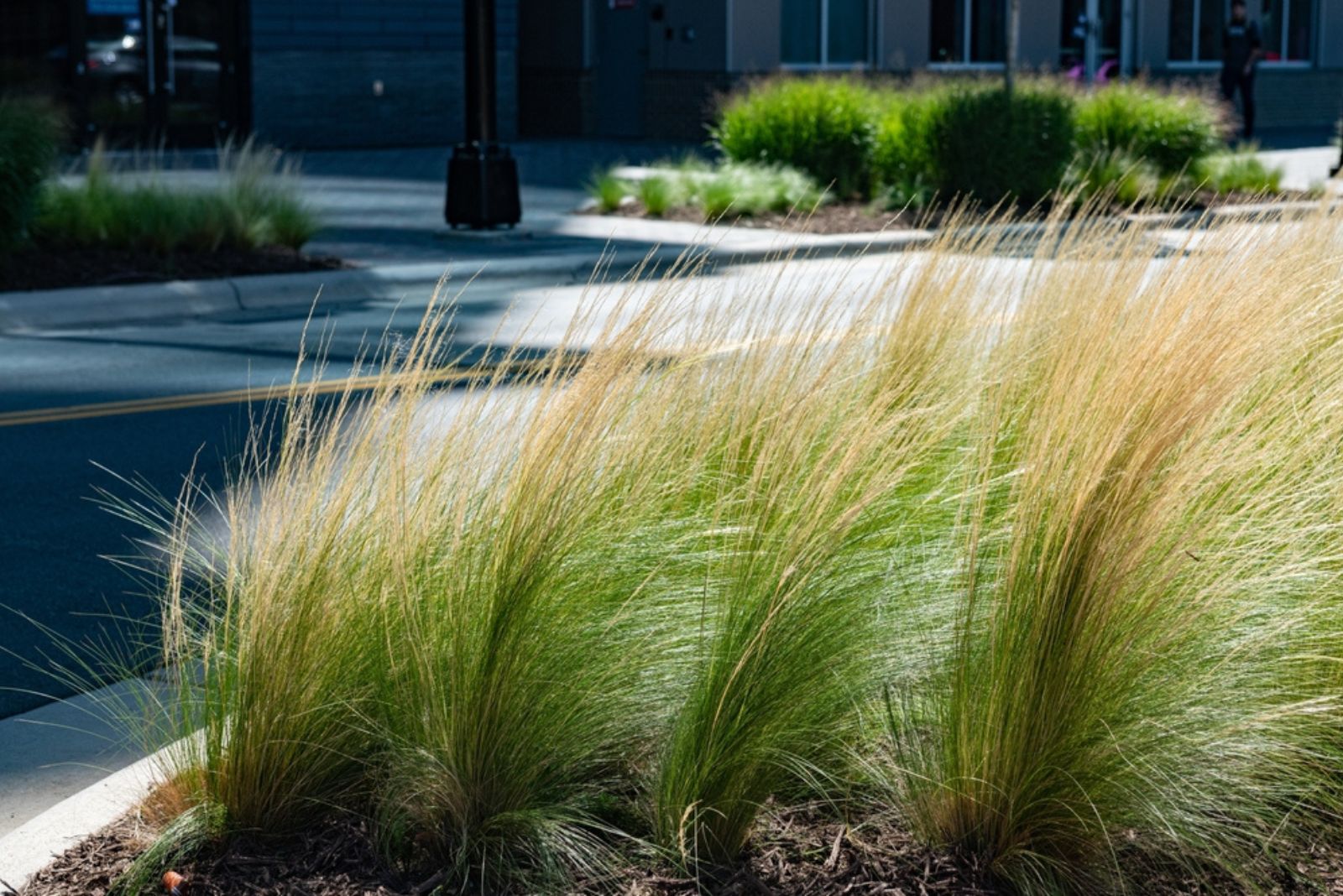 Ornamental feather reed grass