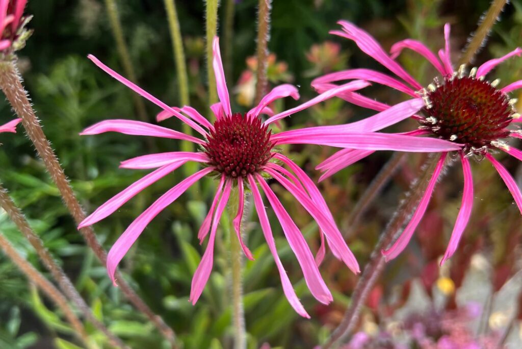 Pale Purple Coneflower flowering in summer