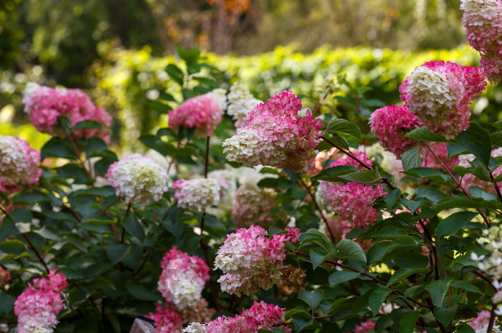 Panicle Hydrangeas