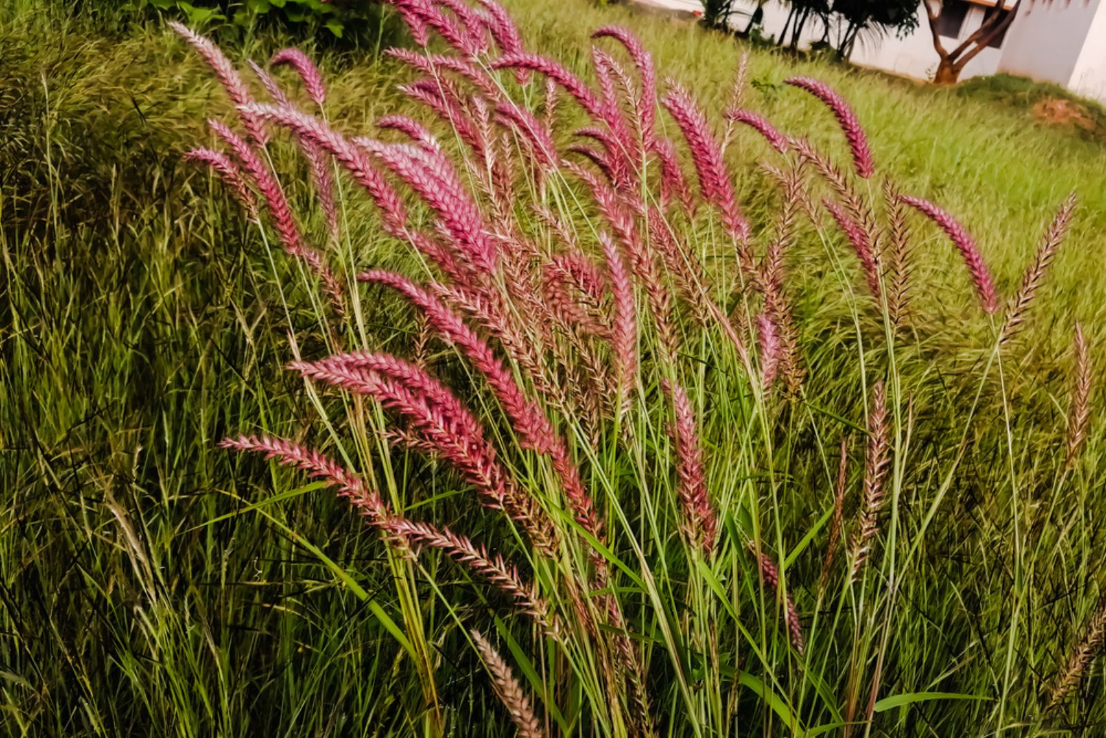 Panicum virgatum Rehbraun switch grass