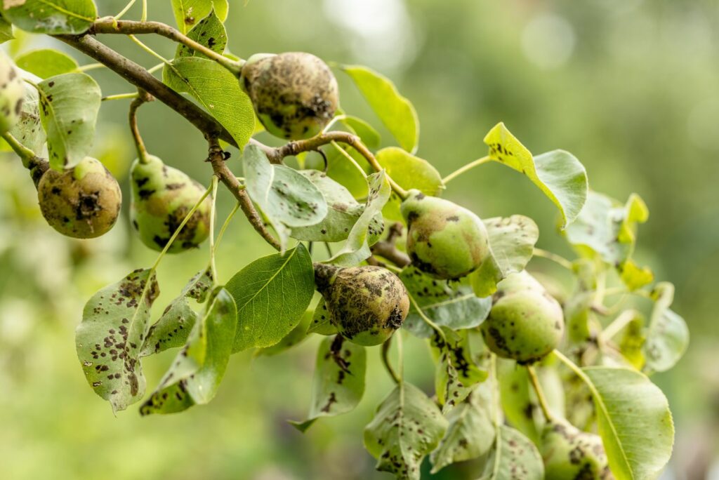 Pear fruits affected by apple scab Venturia inaequalis