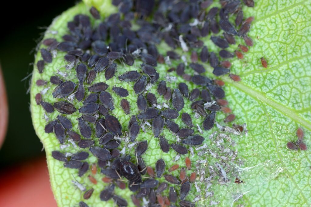 Pear grass aphid, Melanaphis pyraria