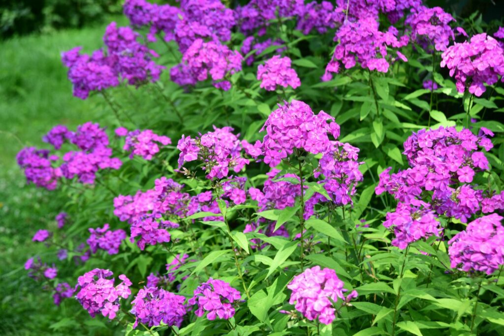 Phlox in bloom during summer