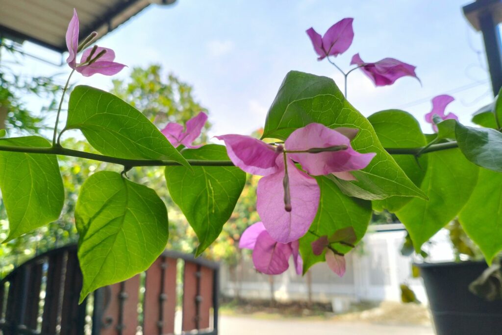 Pink bougenville flowers and fresh green leaves