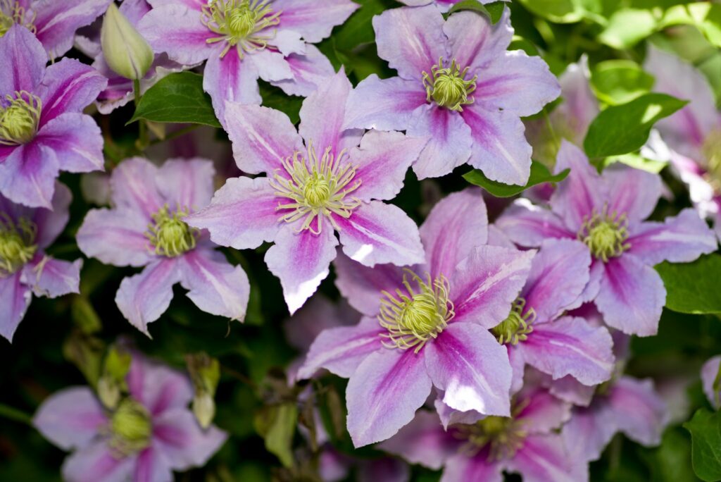 Pink clematis flowers are in bloom in the park