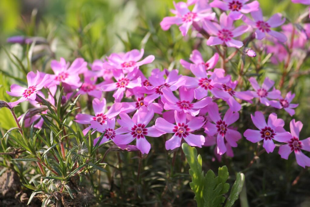 Pink flowers of Creeping phlox