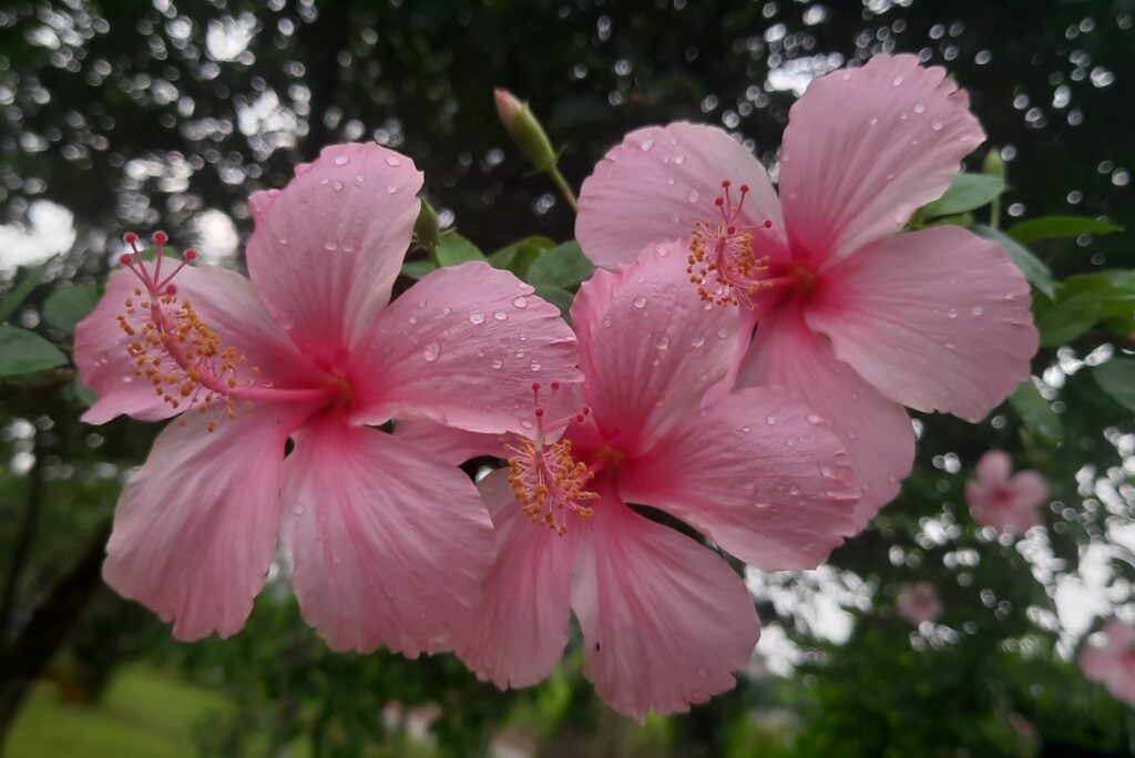 Pink hibiscus