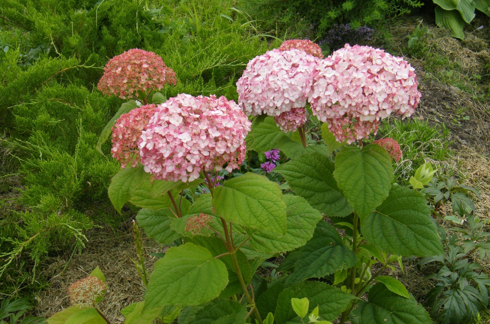 Pink smooth hydrangea