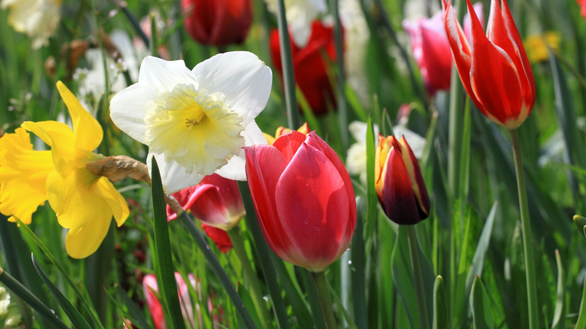 hardy perennial bulbs