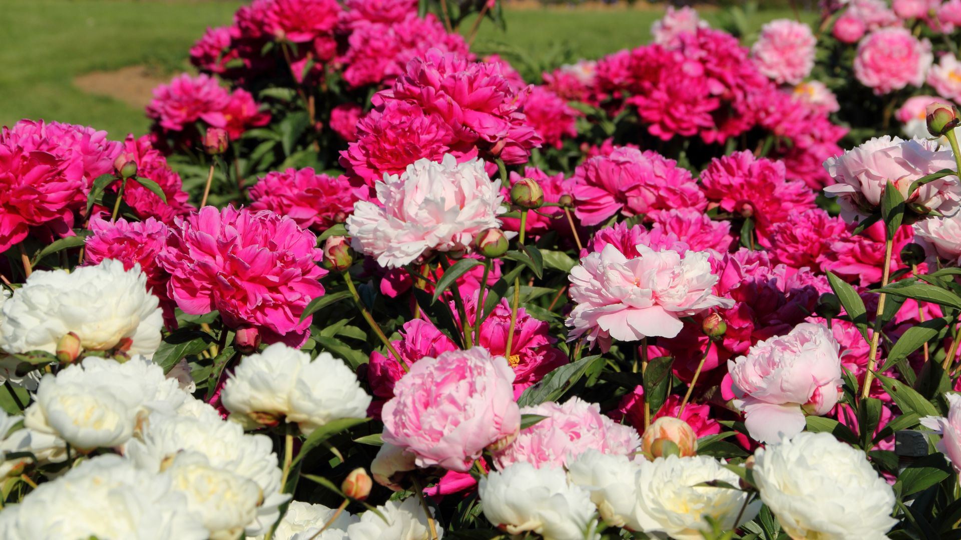 Plant These Peony Varieties In October For Blooms That Will Wow Your Neighbors