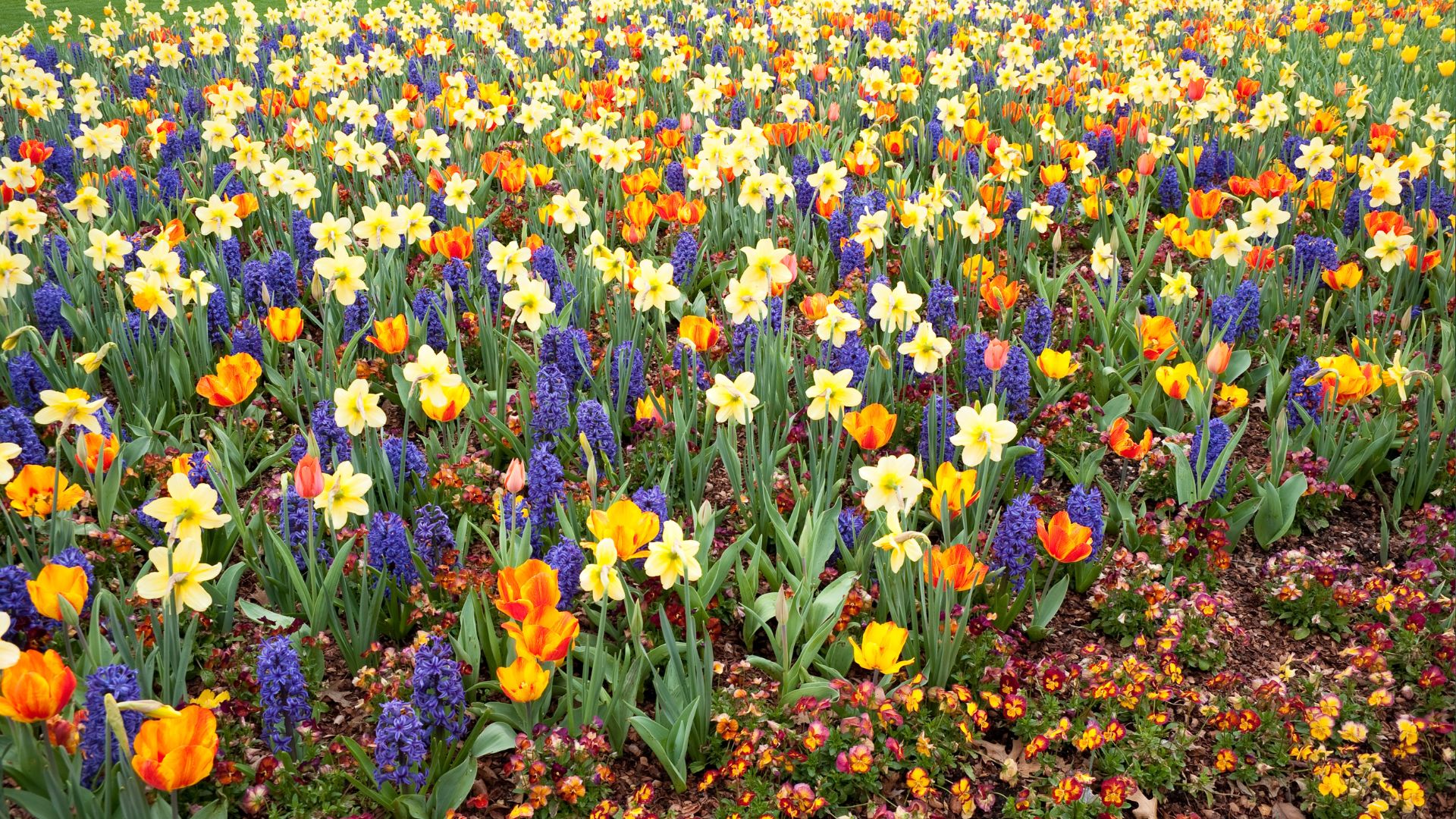 Plant These Spring Bulbs In October And Enjoy A Wonderful Flower Display Come Spring