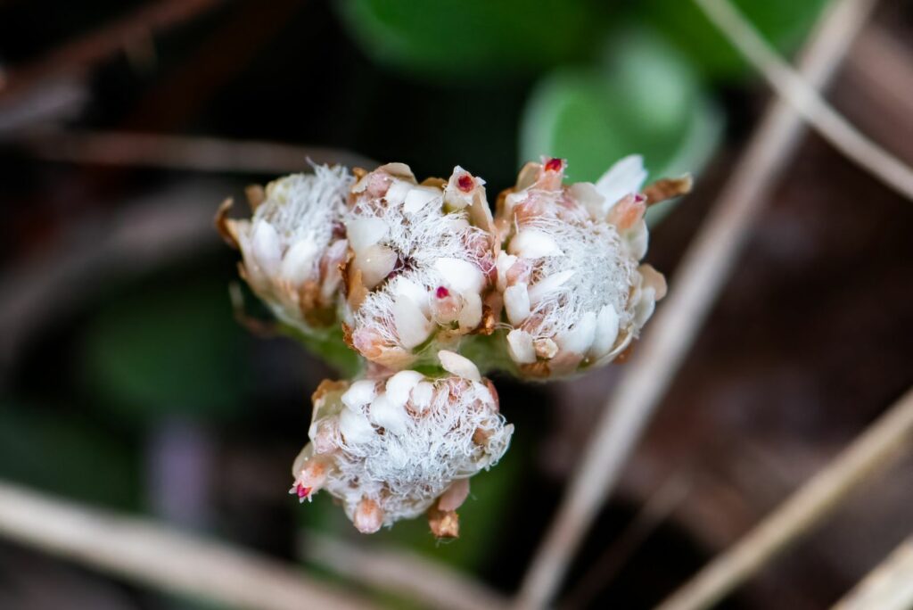 Plantain leaved pussytoes in the spring