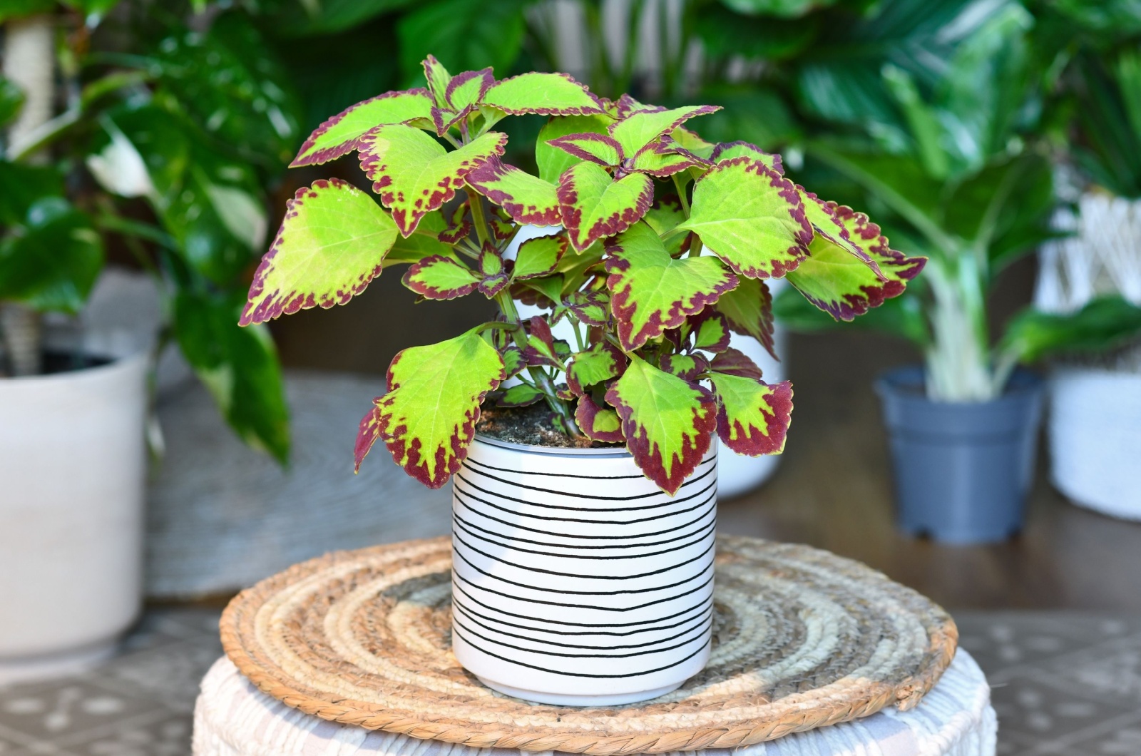 Potted Coleus