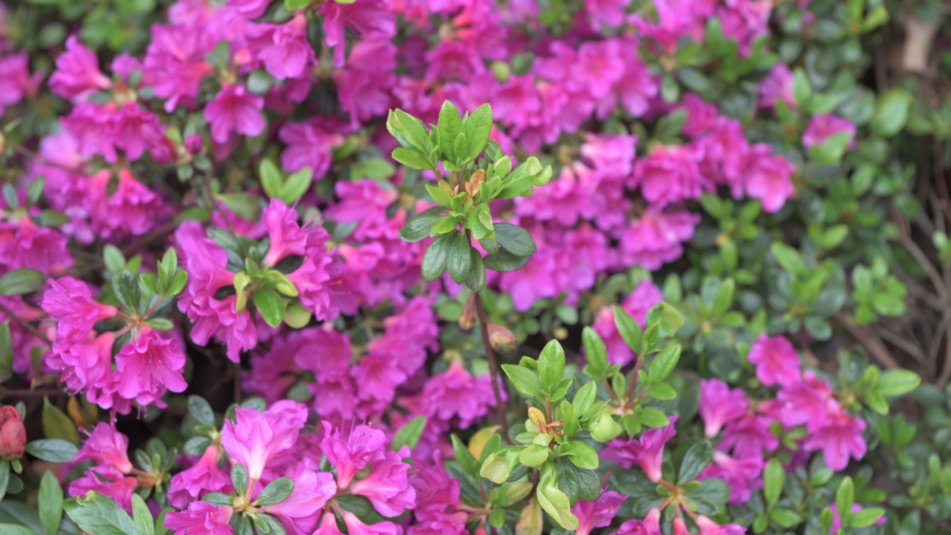 Prepare Your Adorable Rhododendrons And Azaleas In The Colder Months For Dazzling Blooms Next Year