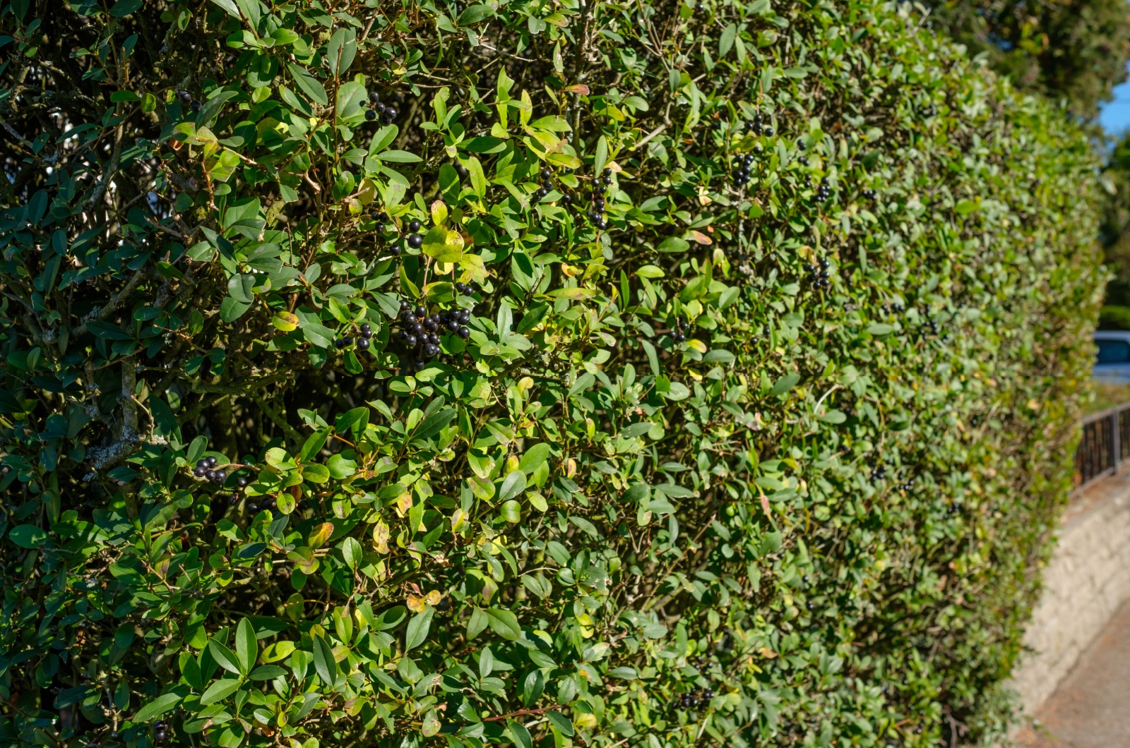 Privet plant