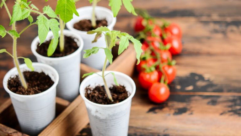 tomatoes seedlings