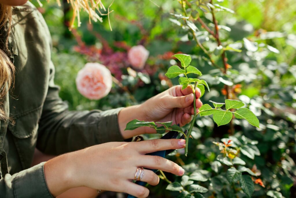 Propagation of roses