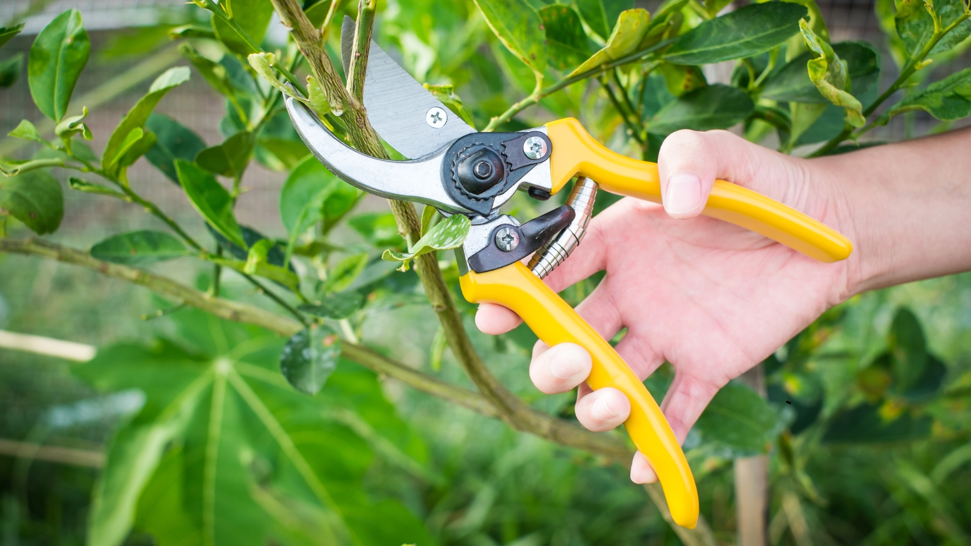 Prune These 7 Plants In October To Get A Head Start On Next Season’s Garden