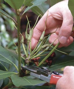 Pruning Rhododendrons