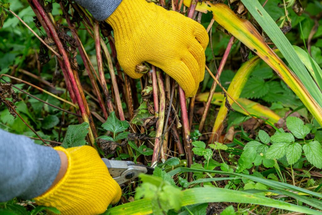 Pruning peony leaves preparing it for wintering